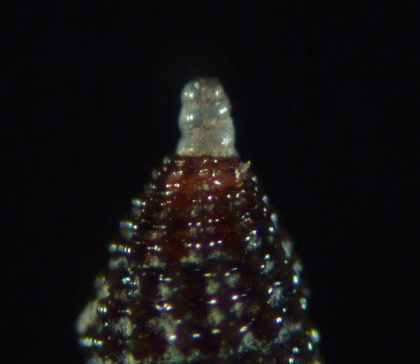 Cerithiopsis ladae